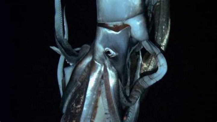 Scientist Films First Footage Of A Giant Squid